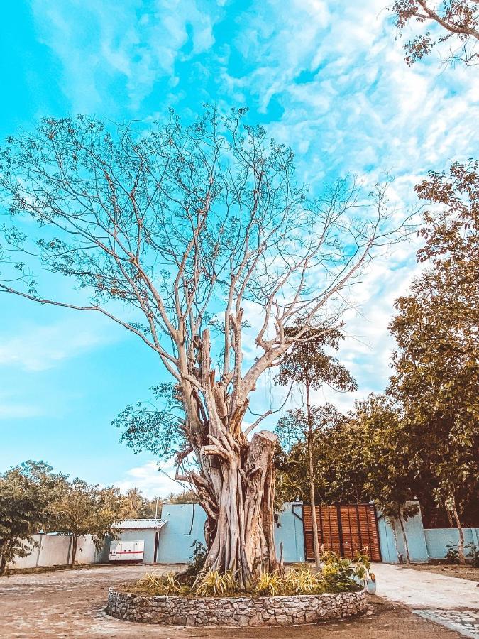 Nivadoo Resort 시기리야 외부 사진 The tree in 2019